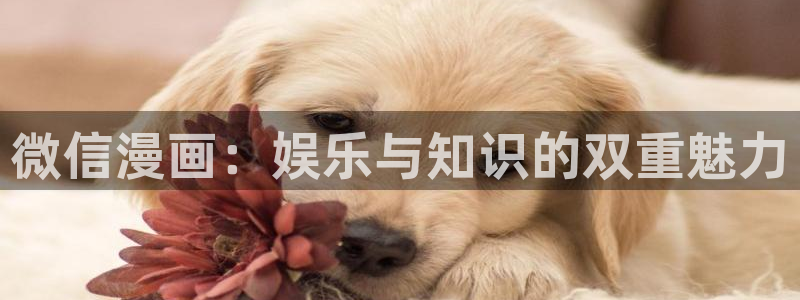 搜漫蛙：微信漫画：娱乐与知识的双重魅力